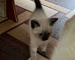 Кошки в Воронеже: Отдам в добрые руки котенка  Девочка, Бесплатно - фото 2