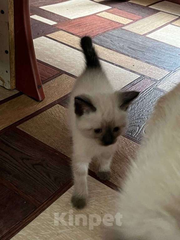 Кошки в Воронеже: Отдам в добрые руки котенка  Девочка, Бесплатно - фото 2