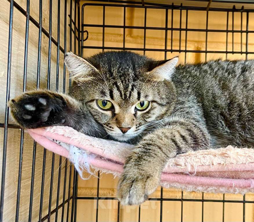 Кошки в Москве: Полосатый котик Плюшкин в добрые руки Мальчик, Бесплатно - фото 2