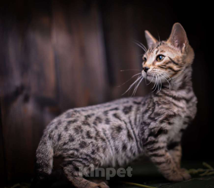 Кошки в Москве: Бенгальский котенок золото Мальчик, Бесплатно - фото 6