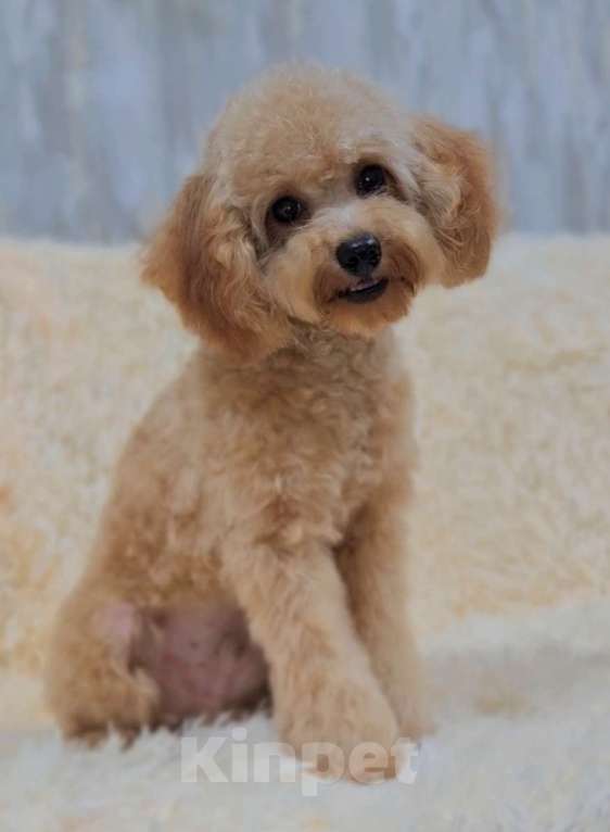 Собаки в Москве: Мальчик Тэдди пудель  Мальчик, 60 000 руб. - фото 5