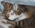 Кошки в Уфе: Котенок в добрые руки Девочка, Бесплатно - фото 3