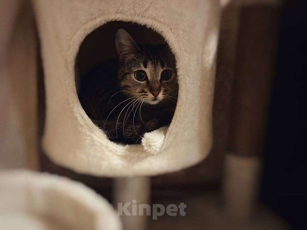 Кошки в Балашихе: Вента Девочка, Бесплатно - фото 9