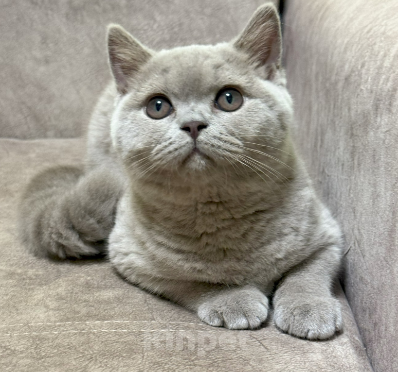Кошки в Красноярске: Питомник британских котят Девочка, 30 000 руб. - фото 1