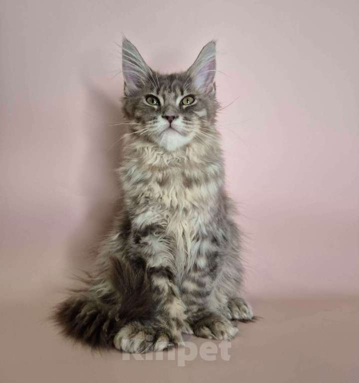 Кошки в Ставрополе: Котик красавиц.  Мальчик, 40 000 руб. - фото 1