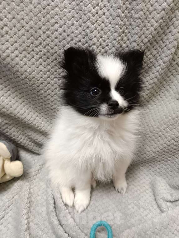 Собаки в Санкт-Петербурге: Шпиц  Мальчик, Бесплатно - фото 7