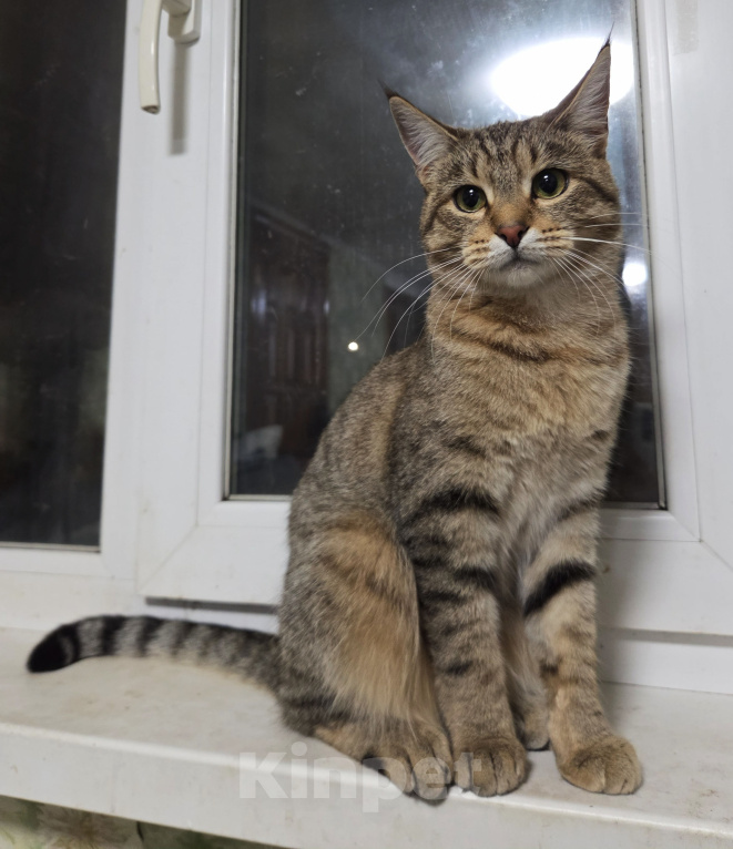 Кошки в Первоуральске: Буся в добрые руки Девочка, Бесплатно - фото 1