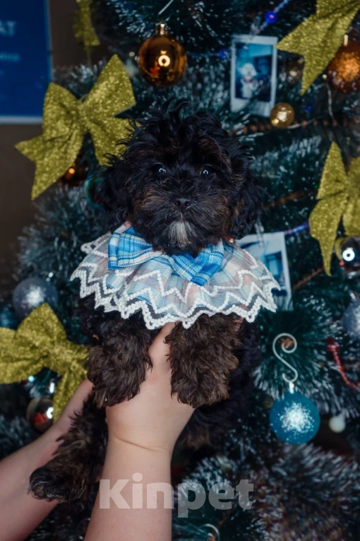 Собаки в Пушкино: Девочки мальтипу ф1 фантом  Девочка, 50 000 руб. - фото 4