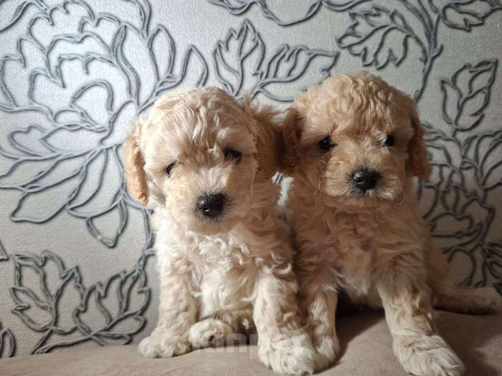 Собаки в Нижнем Новгороде: Той-пудель мальчик (светлый)  Мальчик, 50 000 руб. - фото 4