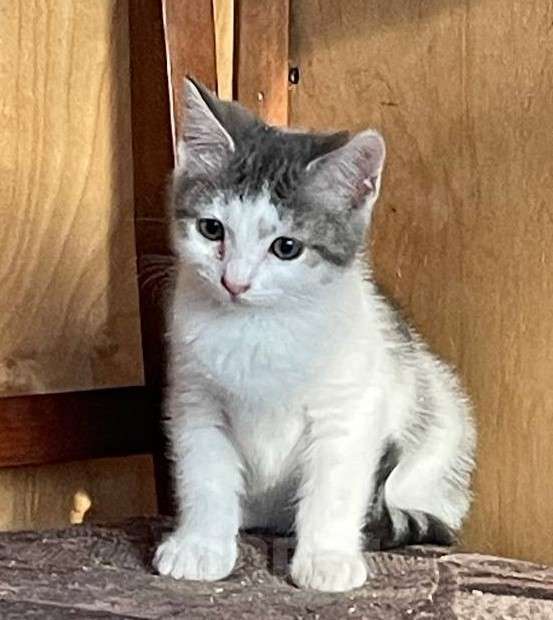Кошки в других городах Ленинградской области: Прелестная девочка Люсьена в добрые руки Девочка, Бесплатно - фото 2