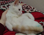 Кошки в Вологде: Котёнок  Мальчик, Бесплатно - фото 3