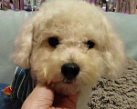 Собаки в Екатеринбурге: Щенок породы Бишон фризе  Мальчик, 55 000 руб. - фото 2