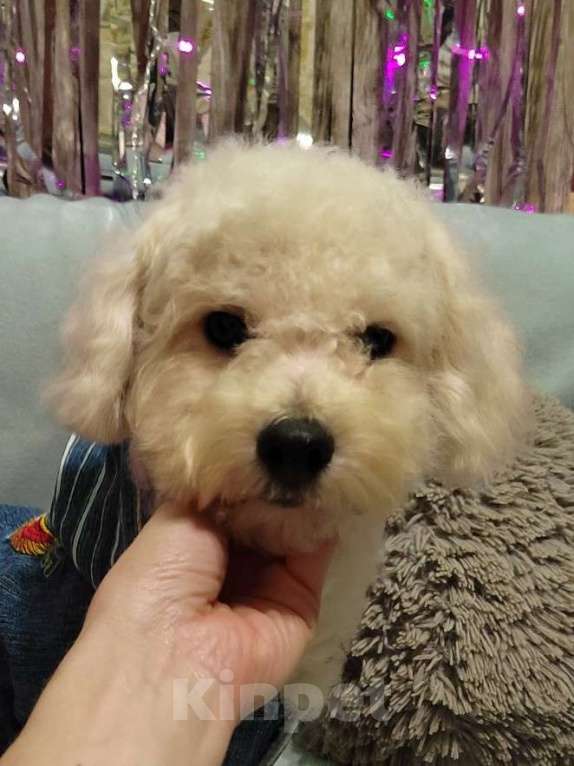 Собаки в Екатеринбурге: Щенок породы Бишон фризе  Мальчик, 55 000 руб. - фото 2