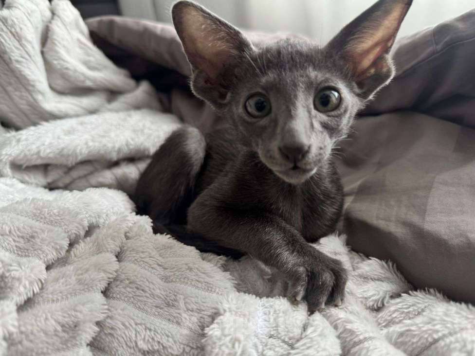 Кошки в Санкт-Петербурге: Ориентальный мальчик Мальчик, 26 000 руб. - фото 2