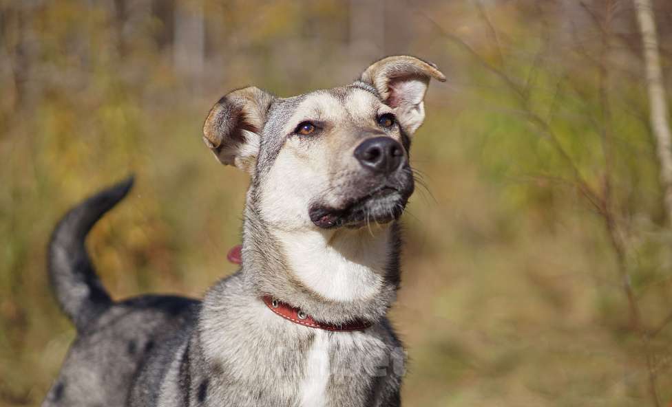 Собаки в Ногинске: Мэй - забавная собачка совсем юного возраста ждет свою семью в приюте! Девочка, Бесплатно - фото 9