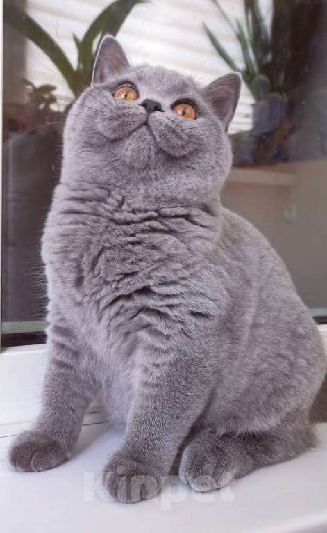Кошки в Санкт-Петербурге: Британский котик Мальчик, 60 000 руб. - фото 1