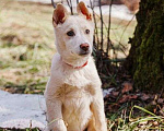 Собаки в Москве: Бесподобный домашний щенок Пилот ищет дом Мальчик, Бесплатно - фото 1