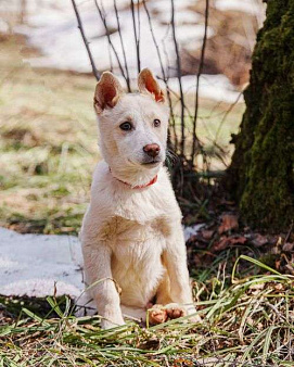 Объявление: Бесподобный домашний щенок Пилот ищет дом, Бесплатно, Москва