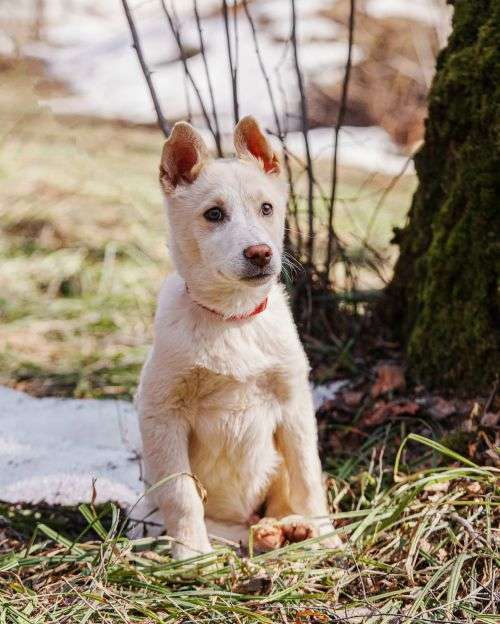 Собаки в Москве: Бесподобный домашний щенок Пилот ищет дом Мальчик, Бесплатно - фото 1
