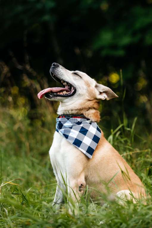 Собаки в Москве: Самый добрый в мире пес Мальчик, Бесплатно - фото 3