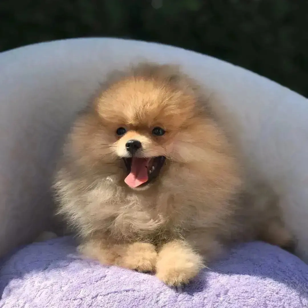 Собаки в Лобне: Шпиц Мальчик, 50 000 руб. - фото 2