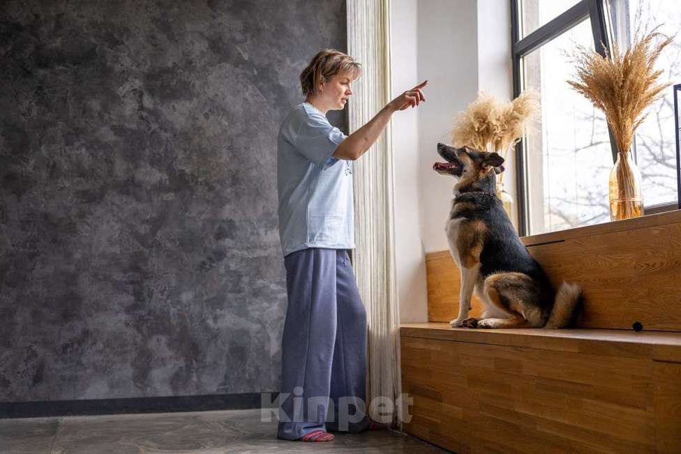 Собаки в Москве: Айриш. Та, что всё понимает... И очень ждёт. Девочка, Бесплатно - фото 2