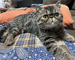 Кошки в Новосибирске: Экзотическая короткошерстная, котенок, кот Мальчик, Бесплатно - фото 1