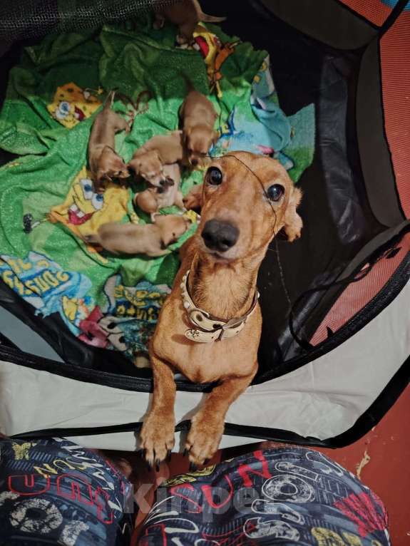 Собаки в Волгограде: Продаются щенки чивини Мальчик, Бесплатно - фото 2