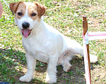 Собаки в Серпухове: Вязка Джек рассел, 4 000 руб. - фото 1