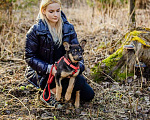 Собаки в Москве: Щенки — метисы корги в дар, Бесплатно - фото 10