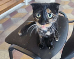 Кошки в Санкт-Петербурге: Космическая кошка Девочка, Бесплатно - фото 3