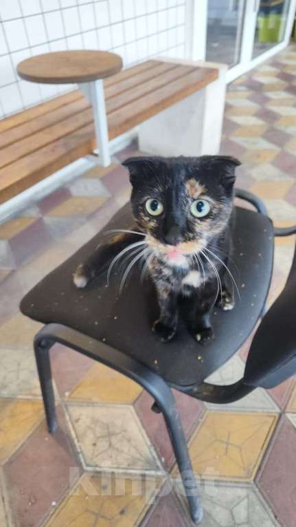 Кошки в Санкт-Петербурге: Космическая кошка Девочка, Бесплатно - фото 3