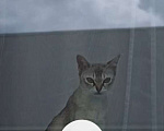 Кошки в Бронницах: Пропала кошка Девочка, 1 руб. - фото 1