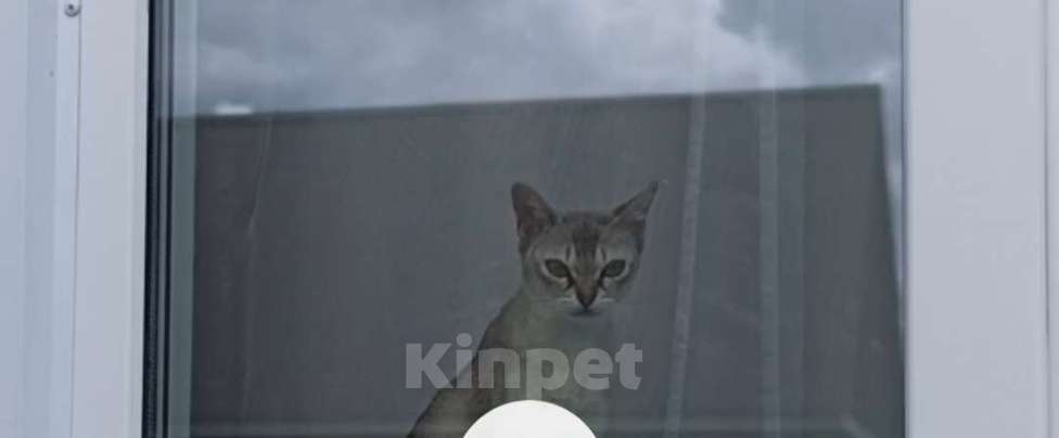 Кошки в Бронницах: Пропала кошка Девочка, 1 руб. - фото 1