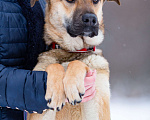 Собаки в Солнечногорске: В добрые руки Мальчик, Бесплатно - фото 8