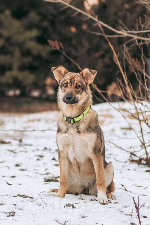 Собаки в Красногорске: Даша, 6 месяцев  Девочка, Бесплатно - фото 6