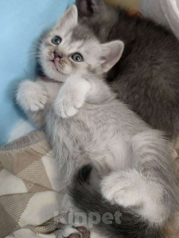 Кошки в других городах Московской области: Шотландский котенок девочка Девочка, 13 000 руб. - фото 4