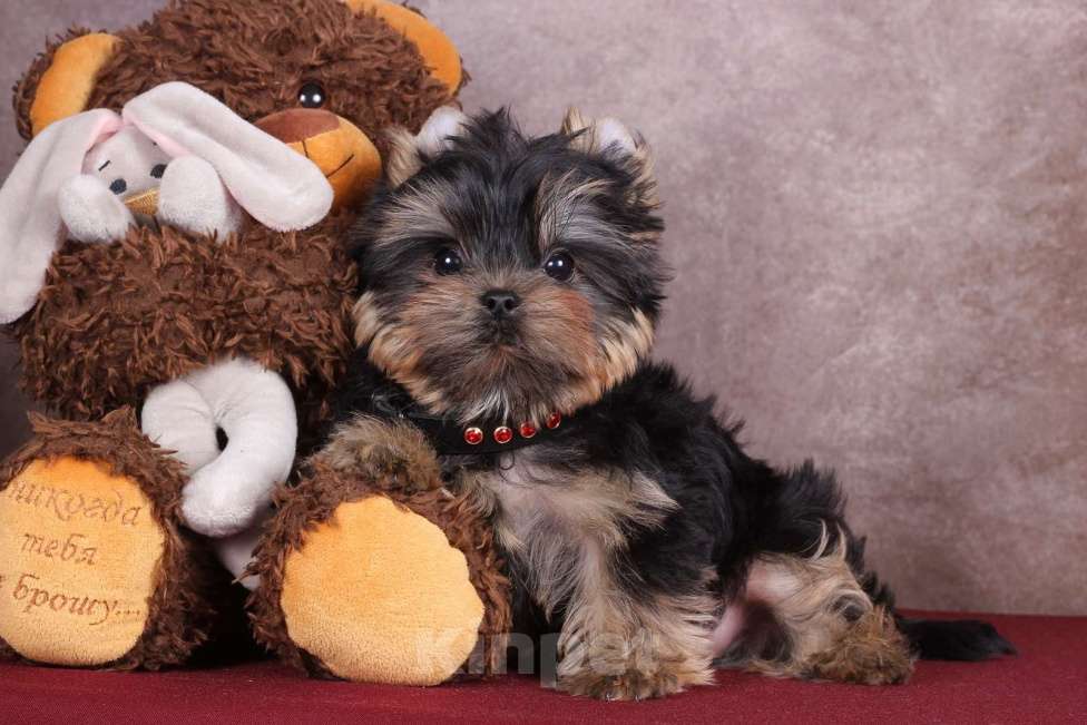 Собаки в Москве: Йоркширский сладкий курносик Синабон РКФ Мальчик, 55 000 руб. - фото 7