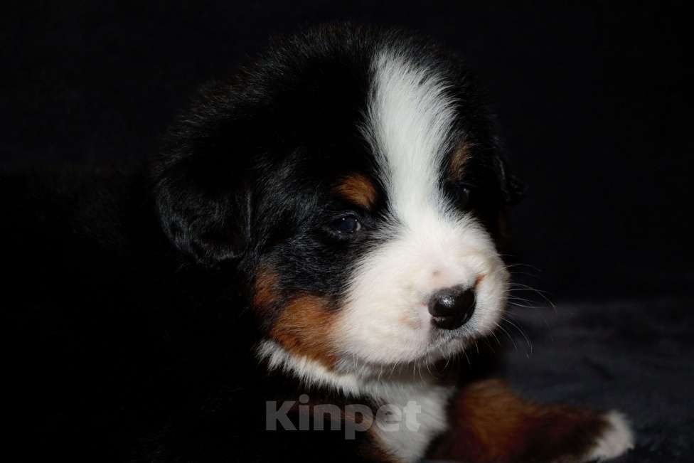 Собаки в других городах Московской области: Бернский зенненхунд Девочка, 120 000 руб. - фото 3