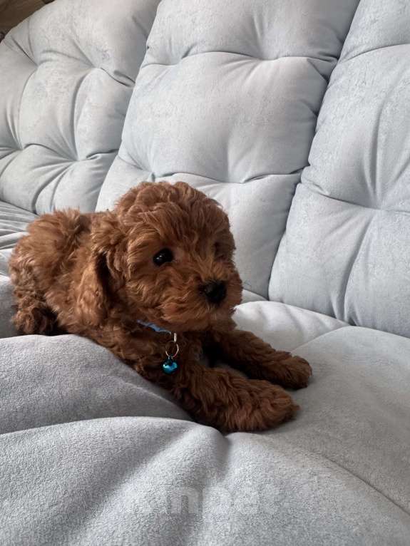 Собаки в Москве: То пудель мальчик 💙 Мальчик, 60 000 руб. - фото 4