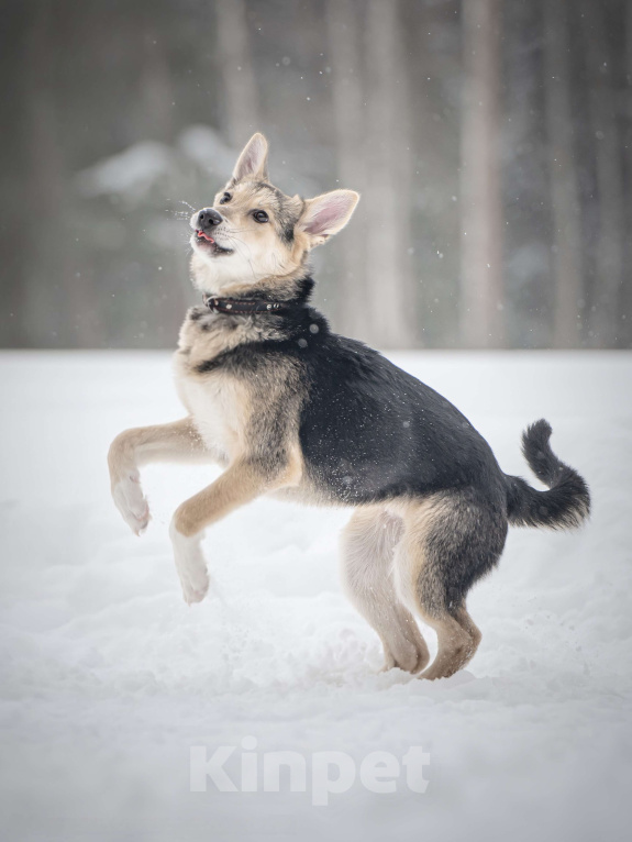 Собаки в Клине: Мира — звонкое счастье Девочка, Бесплатно - фото 9