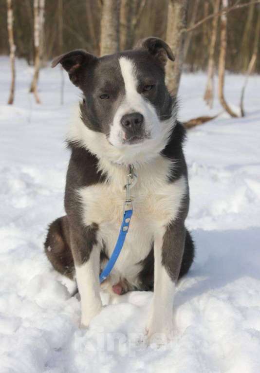 Собаки в Москве: Американский стаффордширский терьер Мальчик, Бесплатно - фото 1
