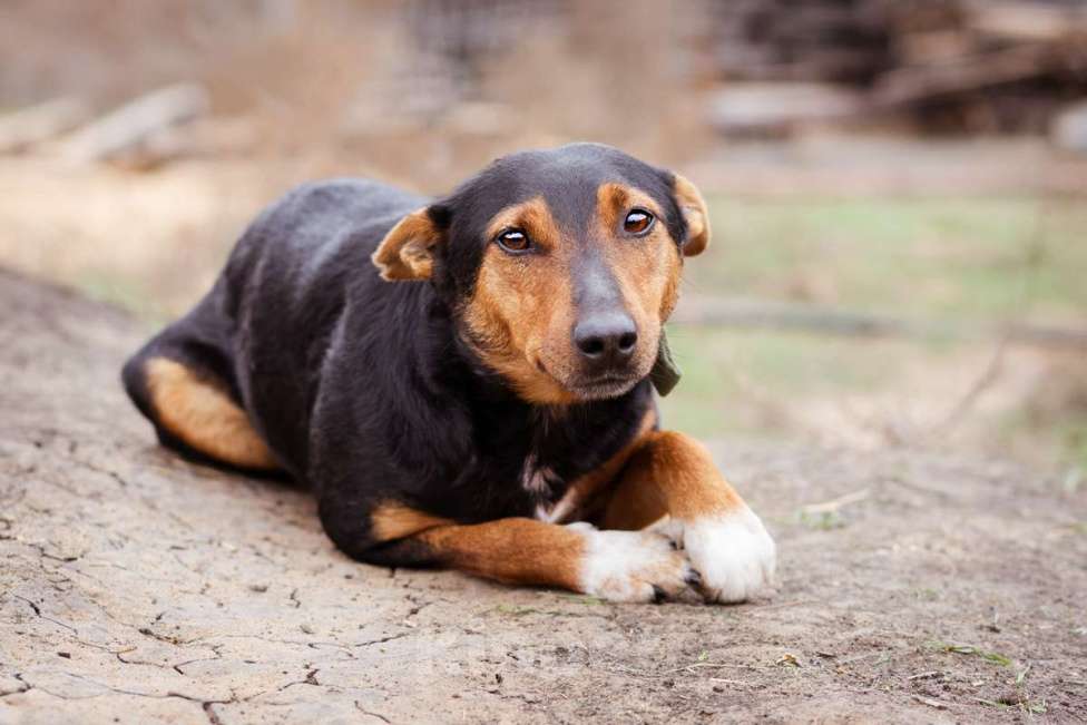 Собаки в Москве: Собака из приюта ищет дом Мальчик, Бесплатно - фото 7