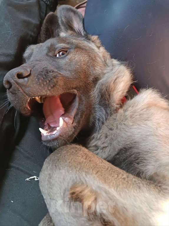 Собаки в Москве: Дисин Мальчик, Бесплатно - фото 6