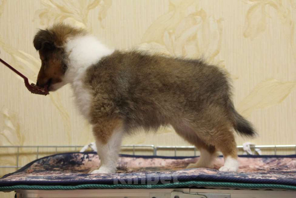 Собаки в Вологде: Очаровательный щенок шелти Мальчик, Бесплатно - фото 2