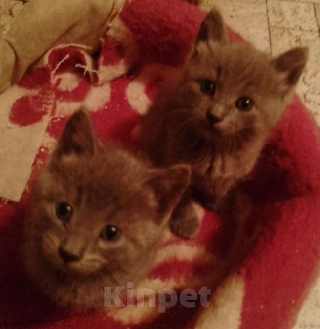 Кошки в Нижнем Новгороде:  Кот Мальчик, 1 500 руб. - фото 1