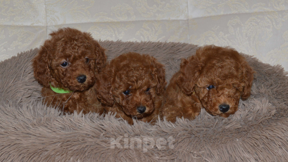 Собаки в Ульяновске: той-пудель,щенок Девочка, 150 000 руб. - фото 3