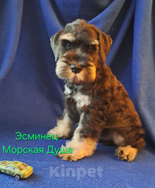 Собаки в Севастополе: Щенки цвергшнауцера окраса черный с серебром Мальчик, 50 000 руб. - фото 3