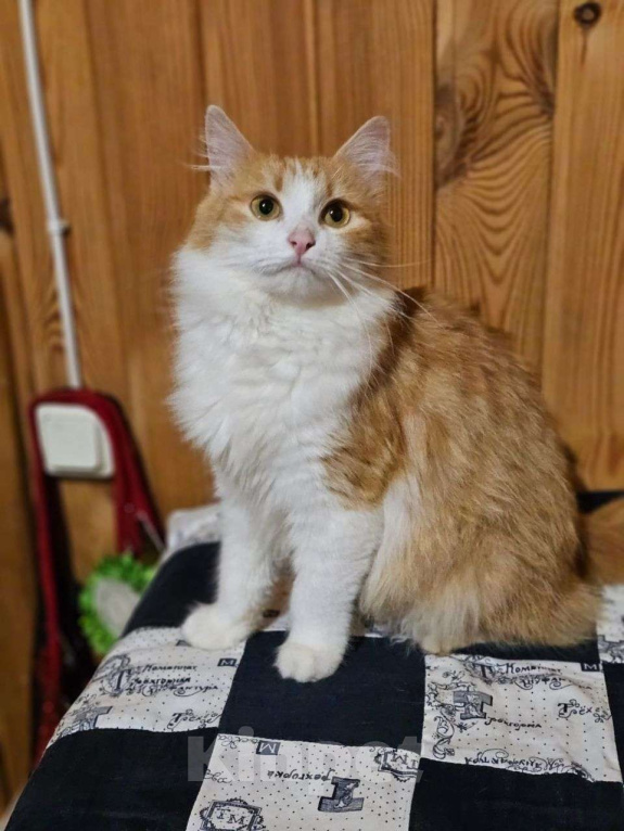 Кошки в Выборге: Молоденькая кошка Молли в добрые руки Девочка, Бесплатно - фото 3