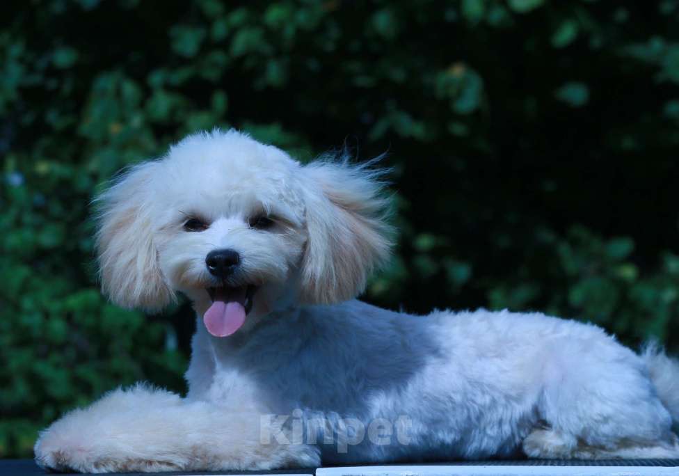 Собаки в Москве: мальтипу Ф1 щенки мини Мальчик, 60 000 руб. - фото 7